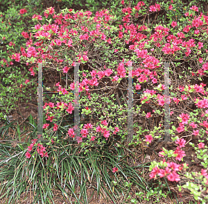 Picture of Rhododendron x 'Tsuta-momiji'