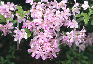 Picture of Rhododendron x obtusum 'Koshikibu'