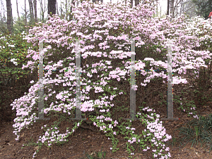 Picture of Rhododendron x obtusum 'Koshikibu'