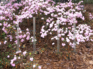 Picture of Rhododendron x obtusum 'Pink Pearl'