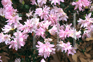Picture of Rhododendron x obtusum 'Pink Pearl'