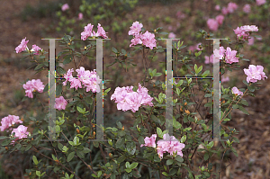 Picture of Rhododendron (subgenus Azalea) 'Sweetheart Supreme'