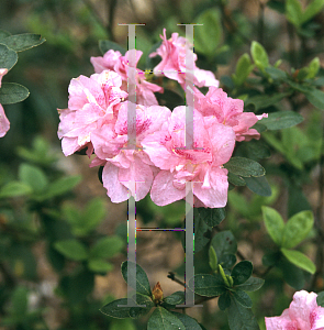 Picture of Rhododendron (subgenus Azalea) 'Sweetheart Supreme'