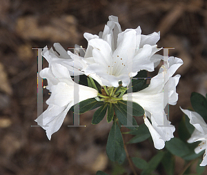 Picture of Rhododendron indicum 'Kate Arendall'