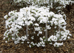 Picture of Rhododendron x obtusum 'Amy'