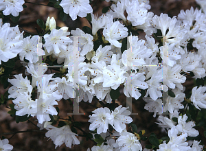 Picture of Rhododendron x obtusum 'Amy'