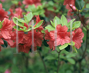 Picture of Rhododendron (subgenus Azalea) 'Sun Girl'