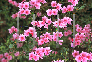 Picture of Rhododendron x obtusum 'Besse A. Dodd'