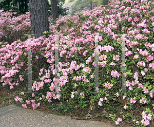 Picture of Rhododendron (subgenus Azalea) 'Hampton Beauty'