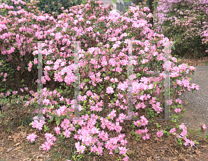 Picture of Rhododendron (subgenus Azalea) 'Hampton Beauty'