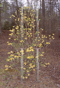 Picture of Rhododendron austrinum 