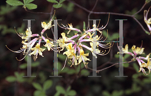 Picture of Rhododendron austrinum 