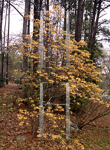 Picture of Rhododendron flammeum 