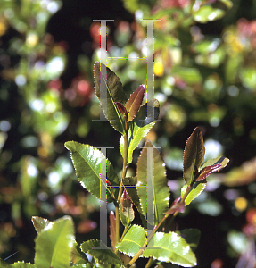 Picture of Ochna serrulata 