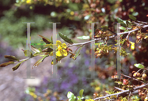 Picture of Ochna serrulata 