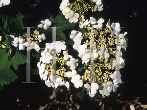 Picture of Viburnum opulus 