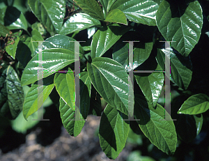 Picture of Viburnum japonicum 