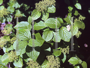 Picture of Viburnum ichangense 