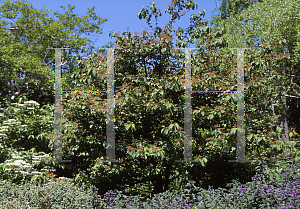 Picture of Viburnum plicatum f. tomentosum 'Mariesii'