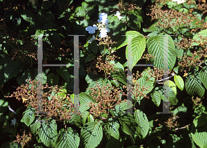 Picture of Viburnum plicatum f. tomentosum 'Mariesii'