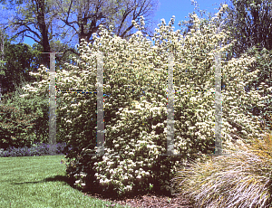 Picture of Viburnum betulifolium 