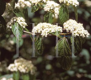 Picture of Viburnum betulifolium 