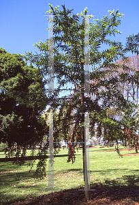 Picture of Araucaria hunsteinii 