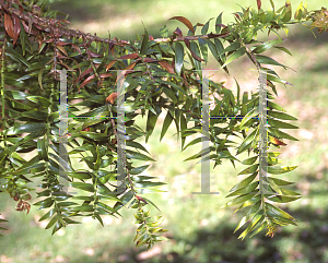 Picture of Araucaria hunsteinii 