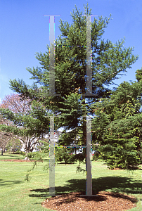 Picture of Araucaria cunninghamii 