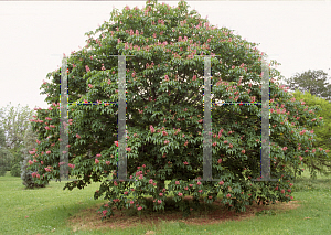 Picture of Aesculus x carnea 