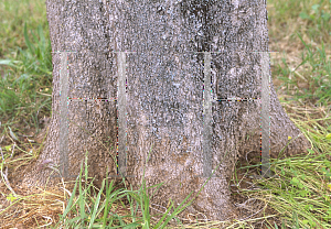 Picture of Atalaya hemiglauca 