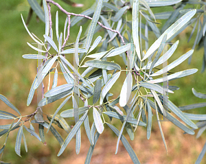 Picture of Atalaya hemiglauca 