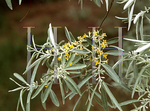 Picture of Elaeagnus angustifolia 
