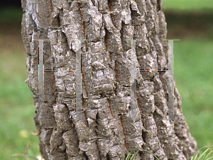 Picture of Cussonia paniculata 