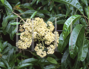 Picture of Nuxia floribunda 