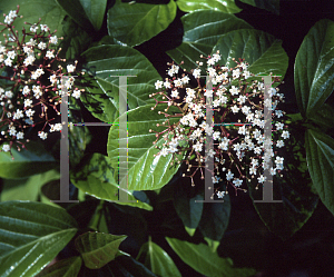 Picture of Viburnum japonicum 