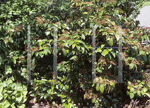 Picture of Viburnum japonicum 