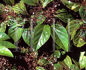 Picture of Viburnum japonicum 
