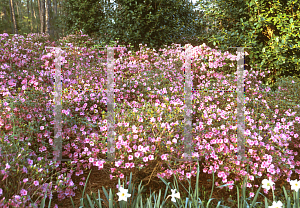 Picture of Rhododendron x obtusum 'Blaauw's Pink'
