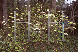 Picture of Rhododendron austrinum 