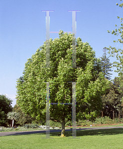 Picture of Fraxinus angustifolia 'Raywood'