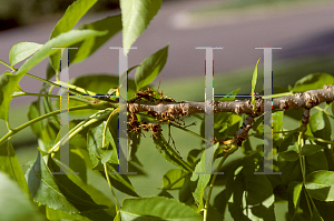 Picture of Fraxinus angustifolia 'Raywood'