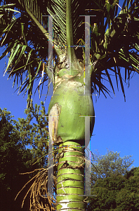 Picture of Rhopalostylis sapida 