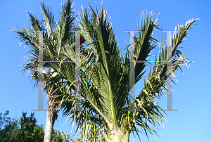 Picture of Rhopalostylis sapida 