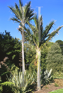 Picture of Rhopalostylis sapida 