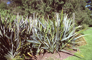 Picture of Phormium tenax 'Purpureum'