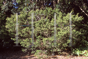 Picture of Melaleuca nodosa 