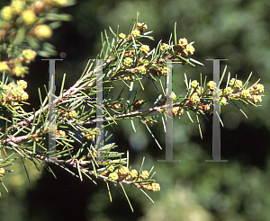 Picture of Melaleuca nodosa 