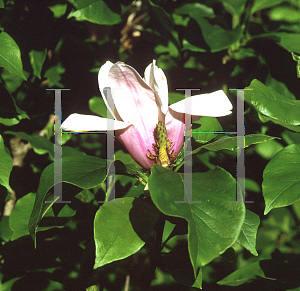 Picture of Magnolia liliiflora 