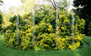 Picture of Euonymus japonicus 'Aureo-marginatus'